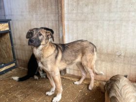 Schenkst du Dennis ein neues Leben?