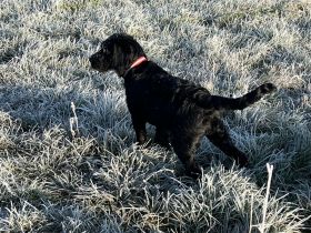 Labradoodle Rüde (5 Monate) verspielt & gesund