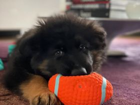 Deutscher Schäferhund