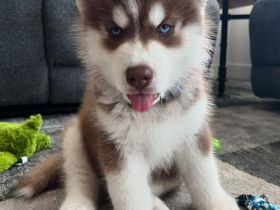 Siberian Husky Welpen