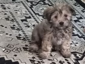 In gute Hände abzugeben