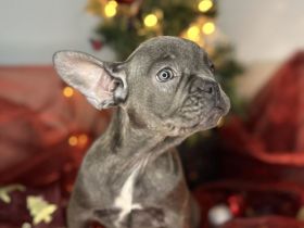 Französische Bulldoggen Welpen Blue