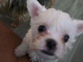 Malteser Mini - Yorkie Welpen