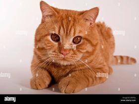 Bkh katzen abzugeben