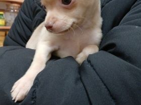 Chihuahua Welpe, reinrassig, kurzhaar, männlich