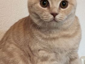 Djamie - Bkh Kitten in Cream