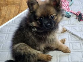 Zwergspitz Welpen ab sofort in Liebevolle Hände abzugeben