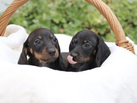 Zwergdackelwelpen in Schoko Tan und black tan