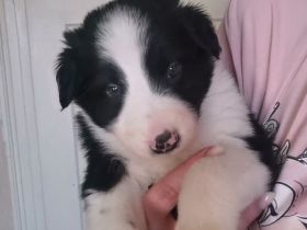 Border Collie Australien Shepherd Mix