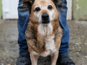 Otto sucht sein Für-immer-Zuhause