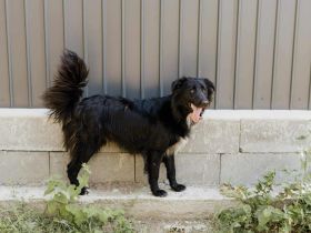 Batman sucht sein Für-immer-Zuhause