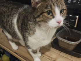 Liebes Geschwisterpaar sucht neues Zuhause