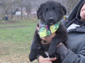 Prachtkerl Moritz sucht seine Menschen