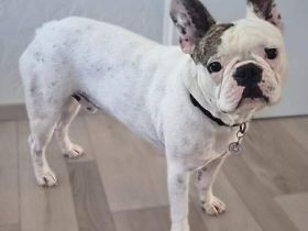 Leo in 06792 Sandersdorf-Brehna sucht sein Für-immer-Zuhause