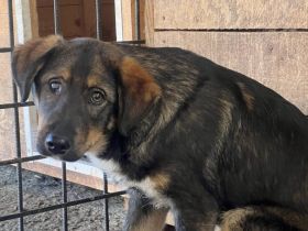 Der liebenswürdige Klaus sieht mit dem Herzen gut