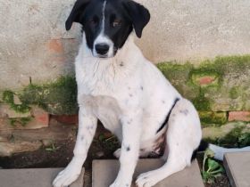 Herzenshündin Romsi sucht ein Zuhause