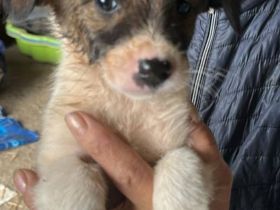 Rocco und Roosevelt, 2 Brüder, lebhaft, freundlich und lieb, möchten adoptiert werden