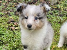 Sheltie-Mädchen FCI