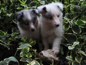 Sheltie-Mädchen FCI