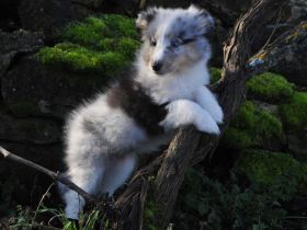 Sheltie-Mädchen FCI