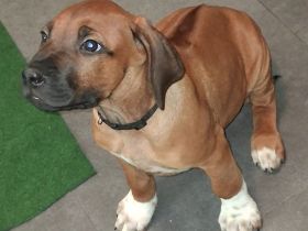 Reinrassige Rhodesian Ridgeback Welpen suchen ein Zuhause