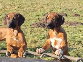 Reinrassige Rhodesian Ridgeback Welpen suchen ein Zuhause