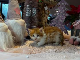 Norwegische Waldkatzen kitten