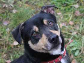 Erwin, Pinschermix, geb. 2022, sucht geduldiges Zuhause