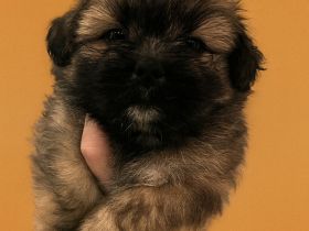 Shihtzu/Zwergspitz Welpen
