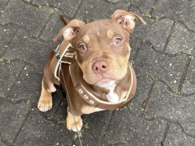 Bulldoggen Mischling