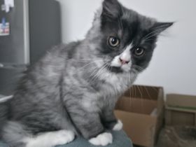 Britisch Langhaar Kitten | BLH Kitten | männlich