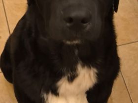 3 Appenzeller Labrador mix junghunde