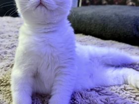 BKH Katze mit 2 verschiedenen Augen