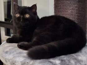 Perser Kurzhaar Exoticshorthair