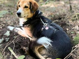 Klara in 26388 Wilhelshaven sucht ihr Für-immer-Zuhause