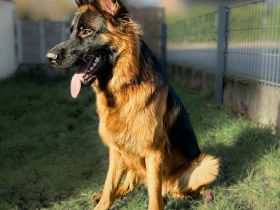 Rex in 33649 Bielefeld sucht sein Für-immer-Zuhause