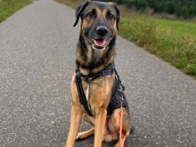 Lucky in 56729 Boos sucht sen Für-immer-Zuhause