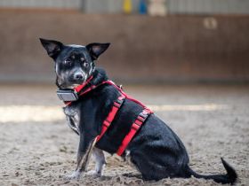 Snuggle auf Pflegestelle in 69488 Birkenau sucht ihr Für-immer-Zuhause