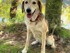 Milka in 26388 Wilhelmshaven sucht ihr Für-immer-Zuhause