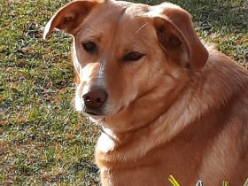 Arya in 92360 Mühlhausen sucht ihr Für-immer-Zuhause