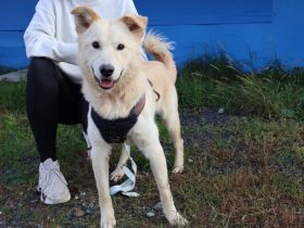 Zutraulicher Tayo sucht Familienanschluss