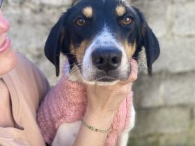 Hündin Lisa / kastriert / derzeit noch in Griechenland