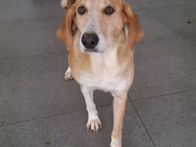 Hündin Lila / kastriert / derzeit noch in Griechenland