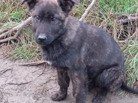 Welpe Juri / männlich / derzeit noch in Griechenland