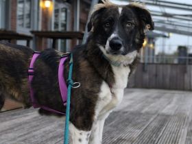 Sina auf Pflegestelle in 48155 Münster sucht ihr Für-immer-Zuhause