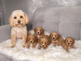 Maltipoo/ welpen/ Pudel