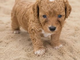 Maltipoo/ welpen/ Pudel