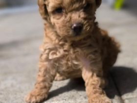 Zwergpudelwelpen Red apricot