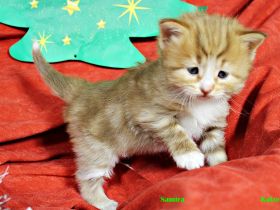 Sibirische Kitten ab Mitte Februar abzugeben