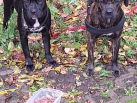 2 Hunde französische Mischlinge